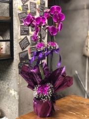 Pembe Orkide (süslü ambalaj)