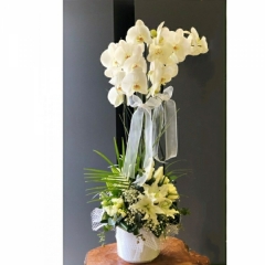 Beyaz Orkide aranjmanlı